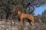 VIZSLA poil court 132